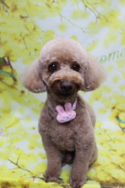 千葉県船橋市のトイプードルのトリミング画像