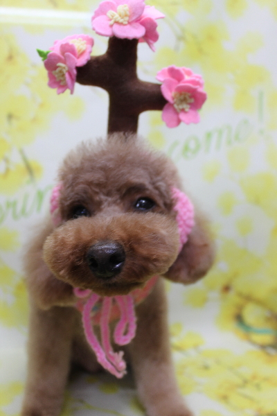 千葉県鎌ヶ谷市のトイプードルのトリミング画像