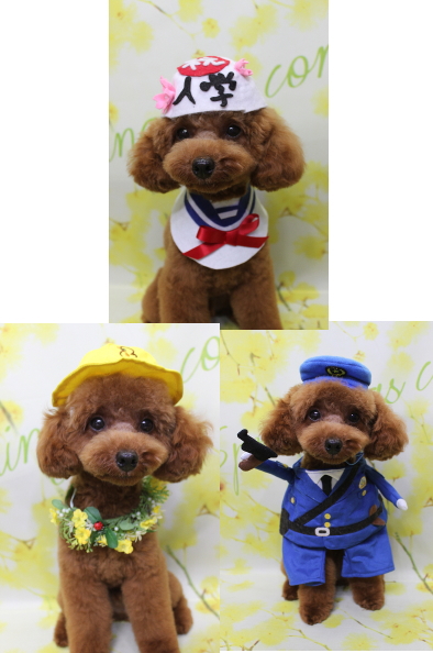 千葉県船橋市のトイプードルのトリミング画像