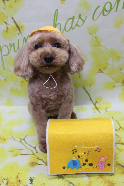 千葉県船橋市のトイプードルのトリミング画像