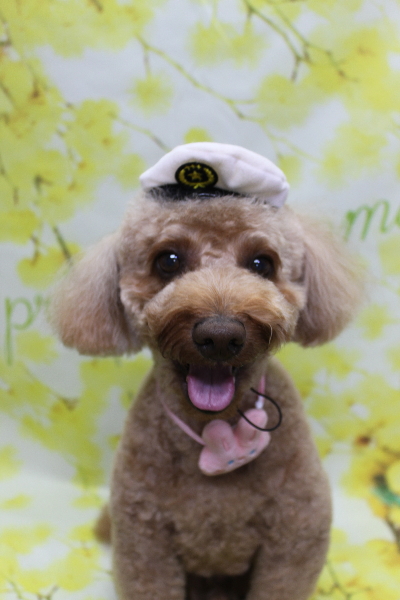 千葉県船橋市のトイプードルのトリミング画像