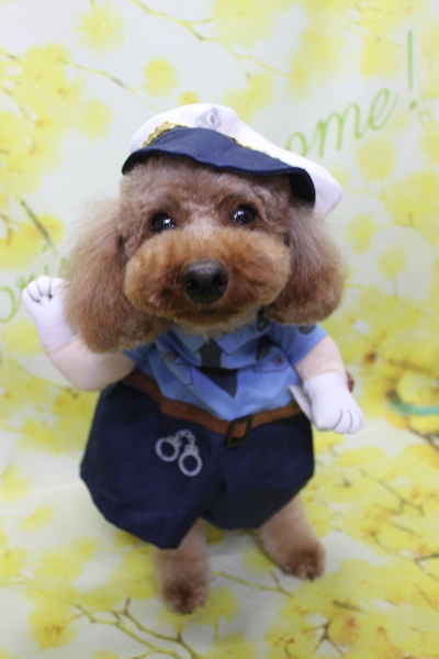 千葉県鎌ヶ谷市のトイプードルのトリミング画像