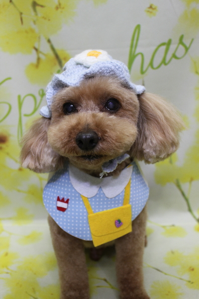 千葉県船橋市のトイプードルのトリミング画像