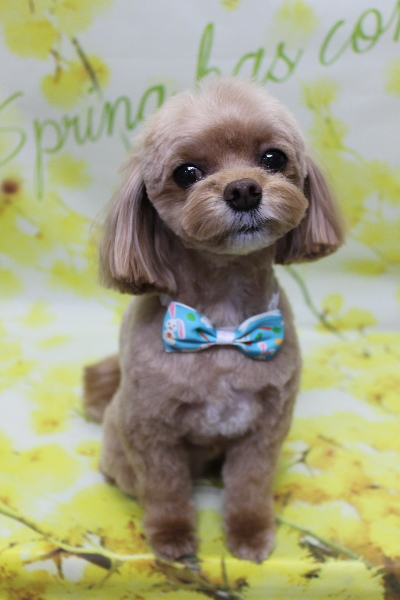 千葉県船橋市のミックス犬のトリミング画像