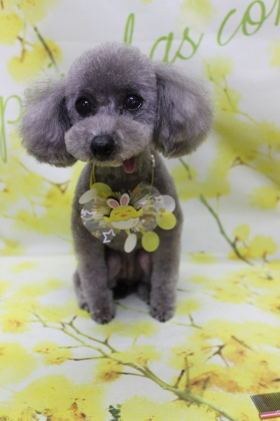 千葉県船橋市のトイプードルのトリミング画像