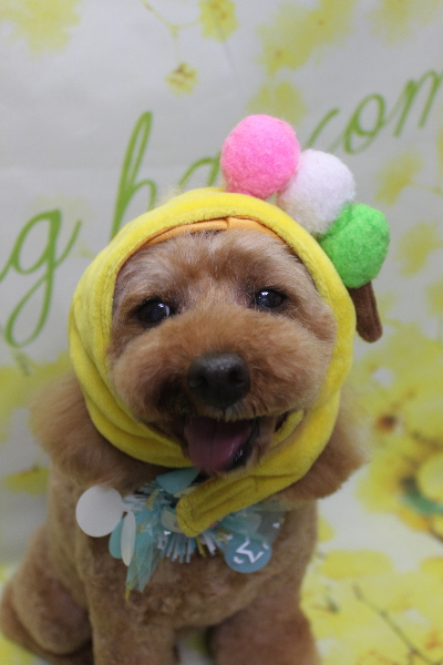 千葉県船橋市のトイプードルのトリミング画像