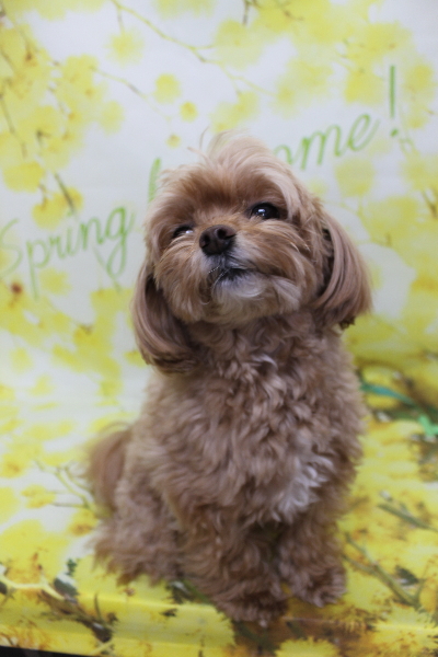 千葉県船橋市のミックス犬のトリミング前画像