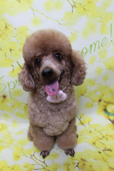 千葉県鎌ケ谷市トイプードルのトリミング画像