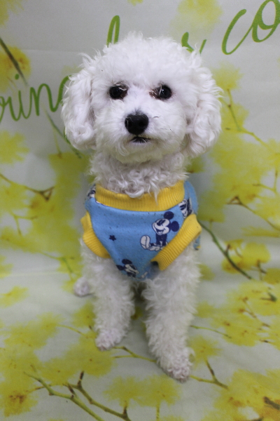 千葉県鎌ケ谷市のトイプードルのトリミング前画像