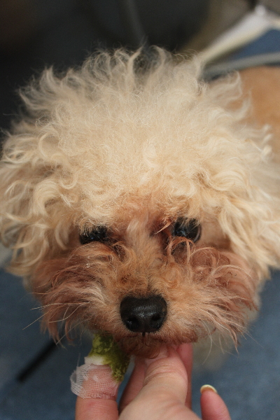 千葉県鎌ケ谷市のトイプードルの歯磨き画像