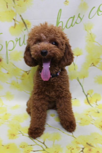 千葉県船橋市のトイプードルのトリミング前画像