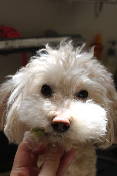 千葉県鎌ケ谷市のトイプードルの歯磨き画像