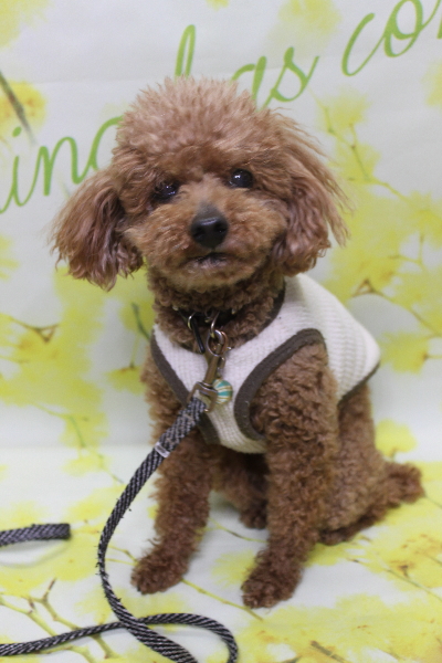 千葉県船橋市のトイプードルのトリミング前画像