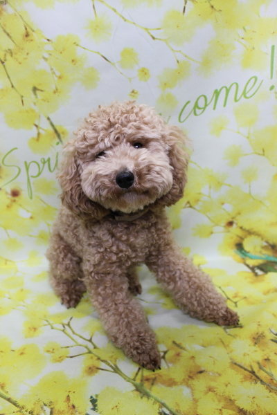 千葉県鎌ケ谷市のトイプードルのトリミング前画像