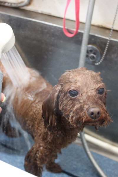 千葉県市川市のトイプードルのオゾンシャワー画像