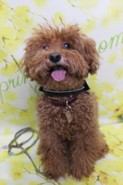 千葉県印西市のトイプードルのトリミング前画像