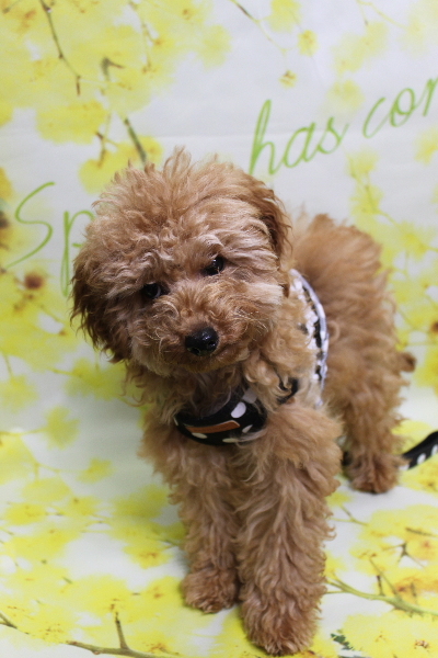 千葉県船橋市のトイプードルのトリミング前画像