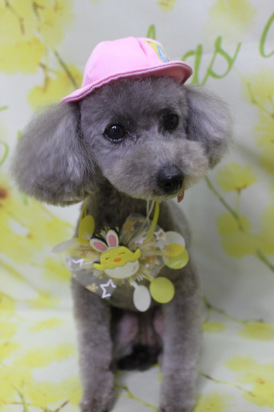 千葉県船橋市のトイプードルのトリミング画像