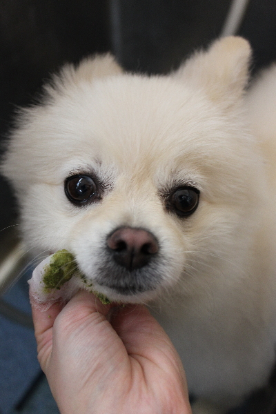 東京都港区のポメラニアンの歯磨き画像