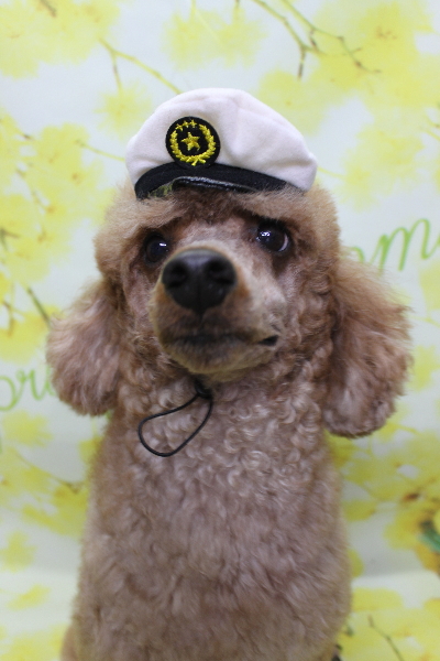 千葉県鎌ケ谷市トイプードルのトリミング画像