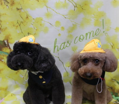 千葉県鎌ヶ谷市のトイプードルのトリミング画像