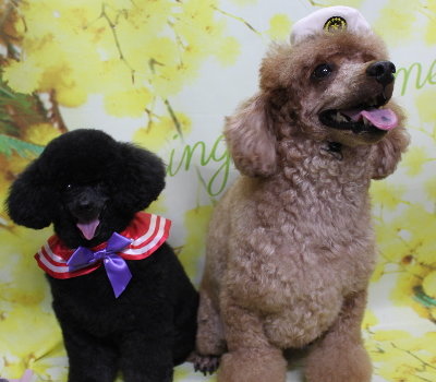 千葉県鎌ケ谷市トイプードルのトリミング画像