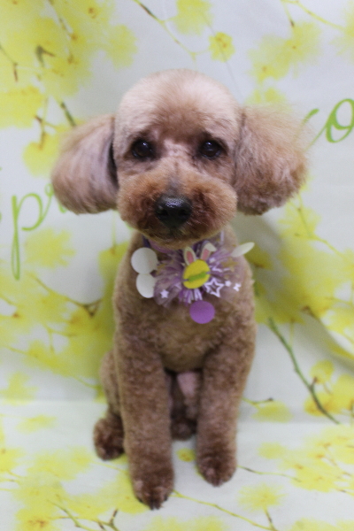 千葉県船橋市のトイプードルのトリミング画像