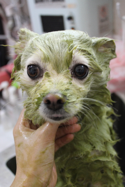 東京都港区のポメラニアンのハーブパック画像