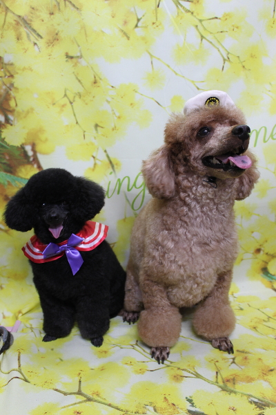 千葉県鎌ケ谷市トイプードルのトリミング画像