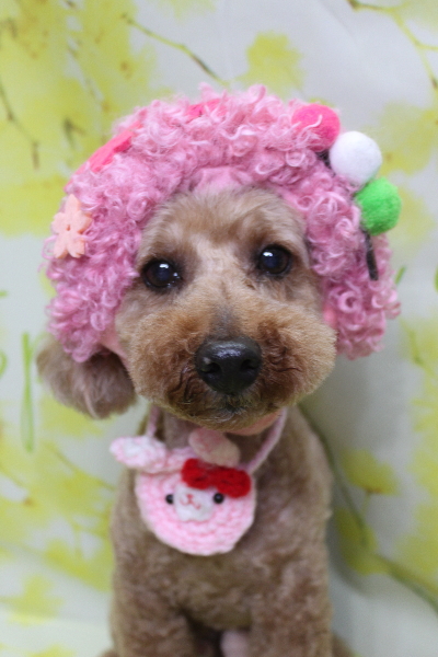 千葉県船橋市のトイプードルのトリミング画像