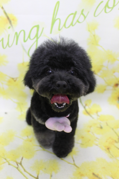 千葉県鎌ヶ谷市のトイプードルのトリミング画像