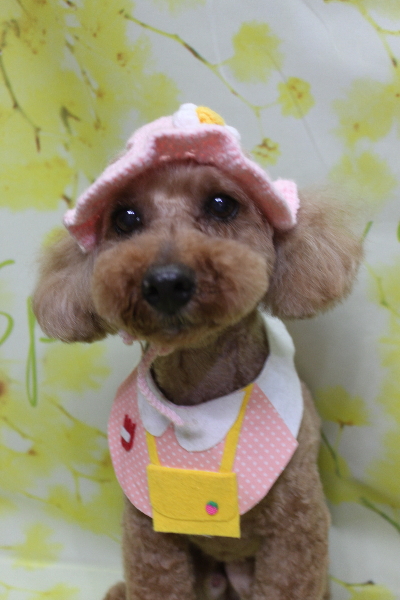 千葉県船橋市のトイプードルのトリミング画像