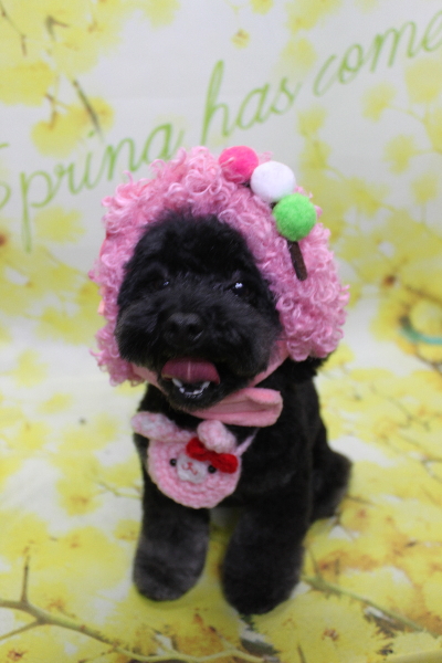 千葉県鎌ヶ谷市のトイプードルのトリミング画像