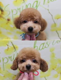 トイプードルブリーダーの子犬、トリミング画像