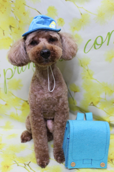 千葉県船橋市のトイプードルのトリミング画像