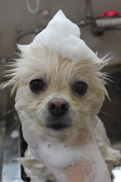東京都港区のポメラニアンのシャンプー画像