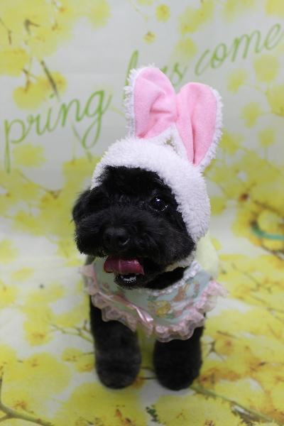 千葉県鎌ヶ谷市のトイプードルのトリミング画像