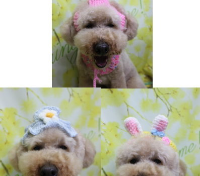 千葉県船橋市のトイプードルのトリミング画像