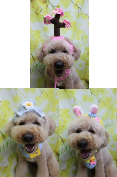 千葉県船橋市のトイプードルのトリミング画像