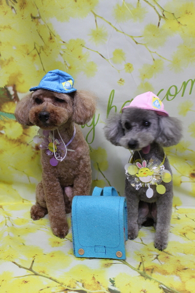 千葉県船橋市のトイプードルのトリミング画像