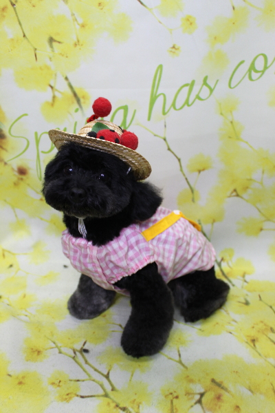 千葉県鎌ヶ谷市のトイプードルのトリミング画像