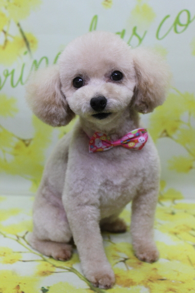 千葉県鎌ケ谷市のトイプードルのトリミング画像