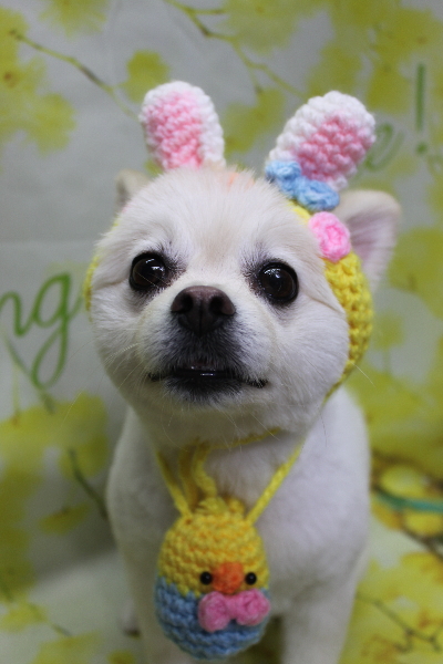 東京都港区のポメラニアンのトリミング画像