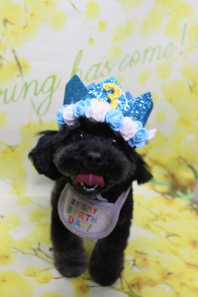 千葉県鎌ヶ谷市のトイプードルのトリミング画像