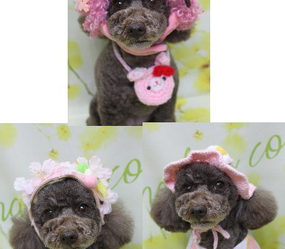 千葉県市川市のトイプードルのトリミング画像