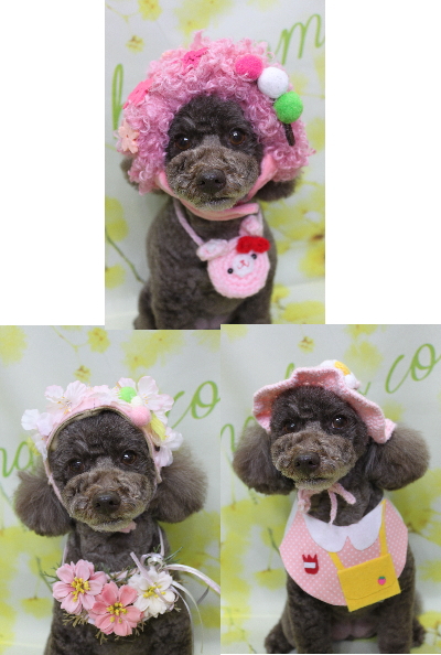 千葉県市川市のトイプードルのトリミング画像