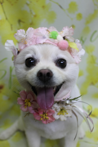 東京都港区のポメラニアンのトリミング画像