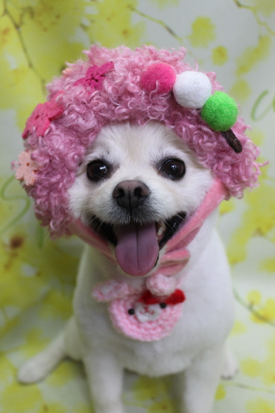 東京都港区のポメラニアンのトリミング画像