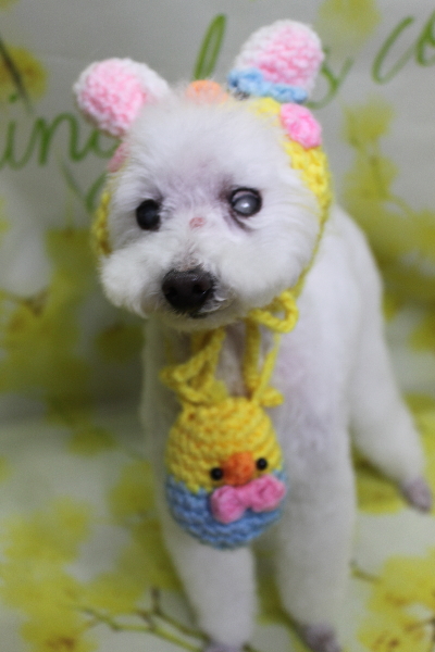 千葉県習志野市のトイプードルのトリミング画像