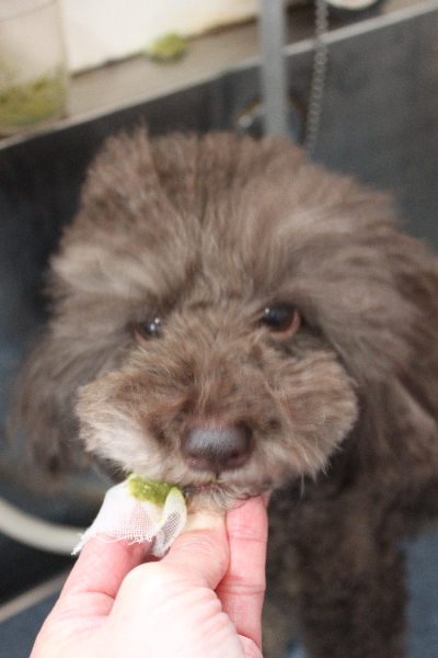 千葉県千葉市のトイプードルの歯磨き画像